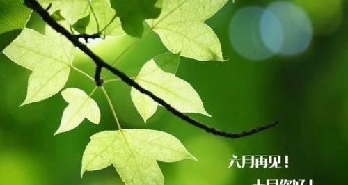 2023年六月你好好句子105句有哪些？如何应用到日常生活中？