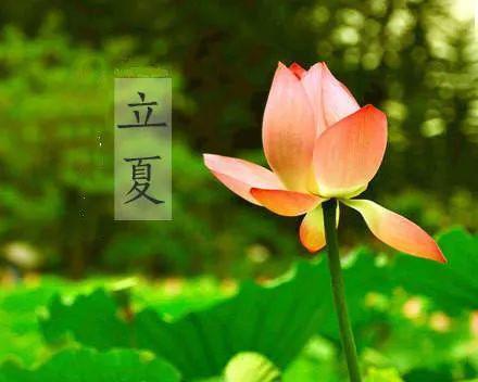 2023年立夏金句有哪些？如何挑选适合的立夏祝福语？