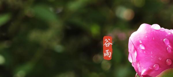 2023年谷雨节气有哪些祝福语？如何用句子表达祝福？