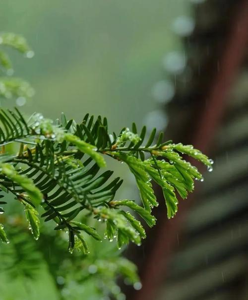 2023年谷雨时节有哪些意境深远的句子？这些句子背后的故事是什么？