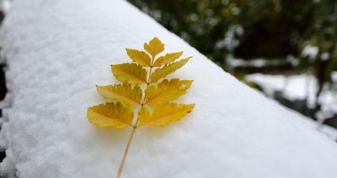 2023年第一场雪的说说怎么写？有哪些创意表达方式？