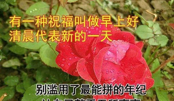 2023年的第一天唯美心情语录是什么？如何用语录表达新年的美好心情？