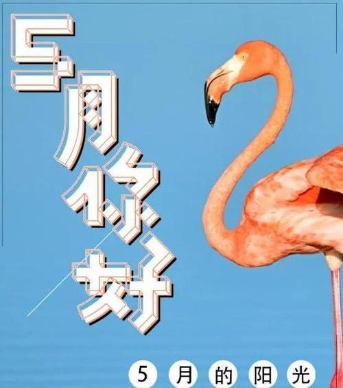 五月你好心情好句怎么找？有哪些推荐的正能量句子？