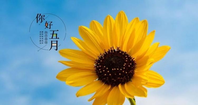 五月你好走心好句有哪些？如何用好句迎接五月？