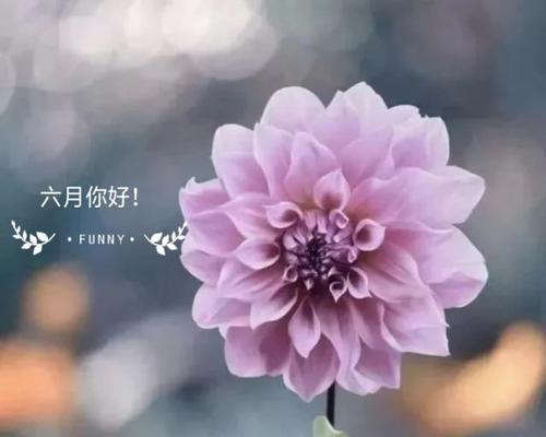 五月再见六月你好走心好句130句有哪些？如何用这些好句迎接新的月份？