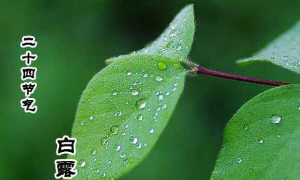 2023年白露短信祝福语怎么写？有哪些创意祝福语推荐？