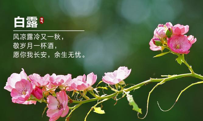 夏至节气有哪些走心好句？如何用这些好句表达情感？