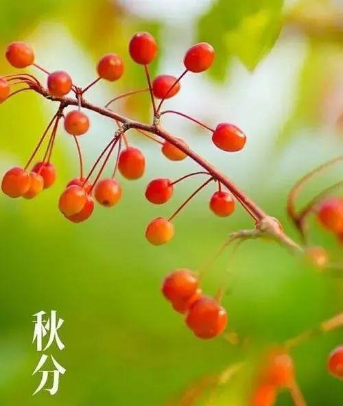 秋分时节如何用唯美的句子描写？有哪些句子可以表达秋分之美？