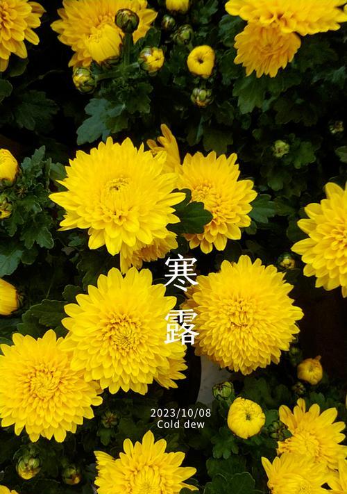 2023年寒露时节的古诗有哪些？如何欣赏这些描写寒露的唯美诗句？