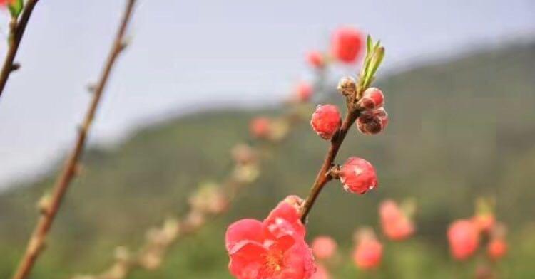 一朵蓓蕾成长的过程（一朵蓓蕾成长的过程）