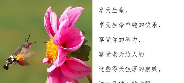 美丽人生——寻找内心的光芒