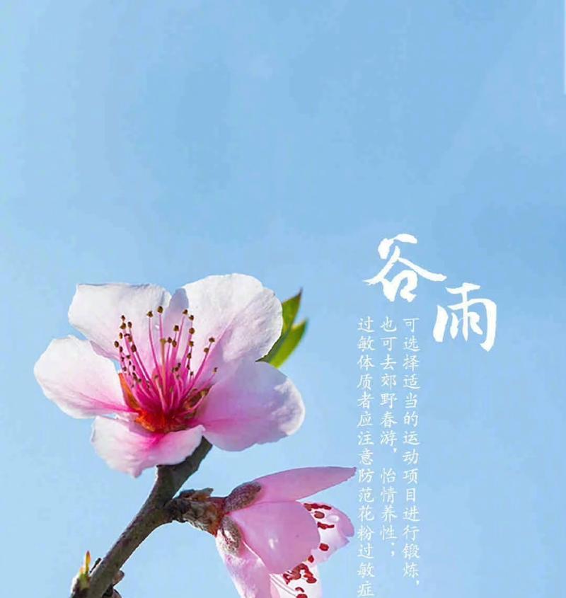 谷雨春归处，墨香绘锦年