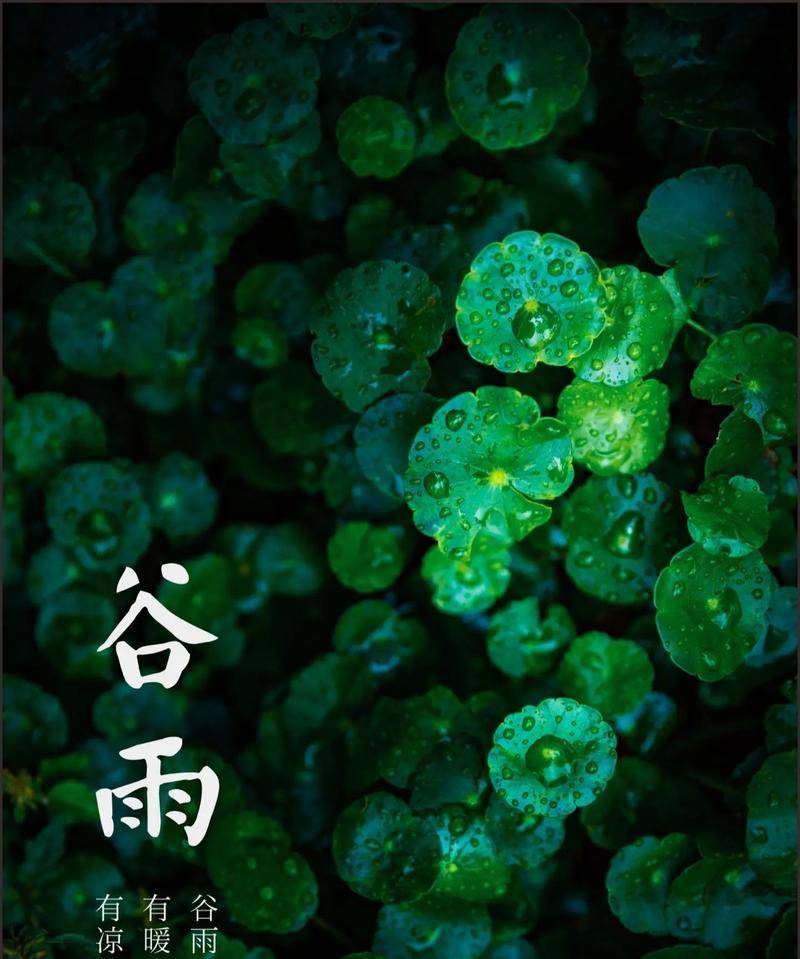 谷雨春归处，墨香绘锦年