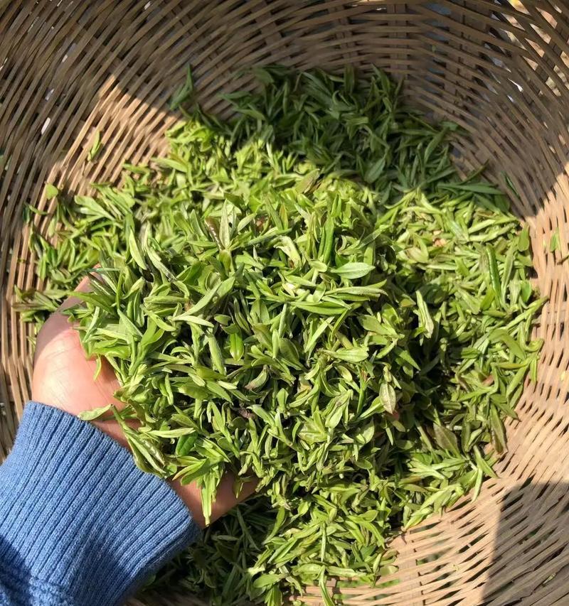 《翠影摇春：清明茶园漫步》