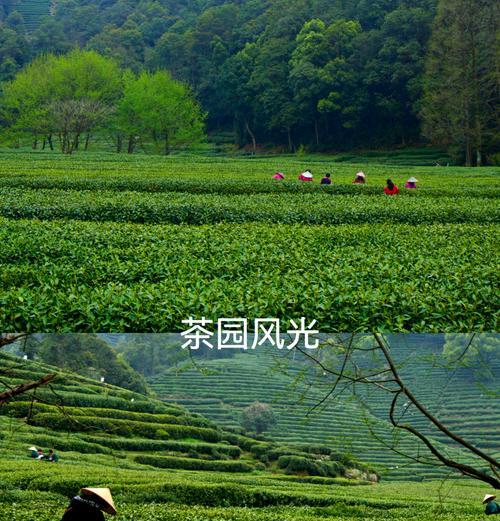 《翠影摇春：清明茶园漫步》