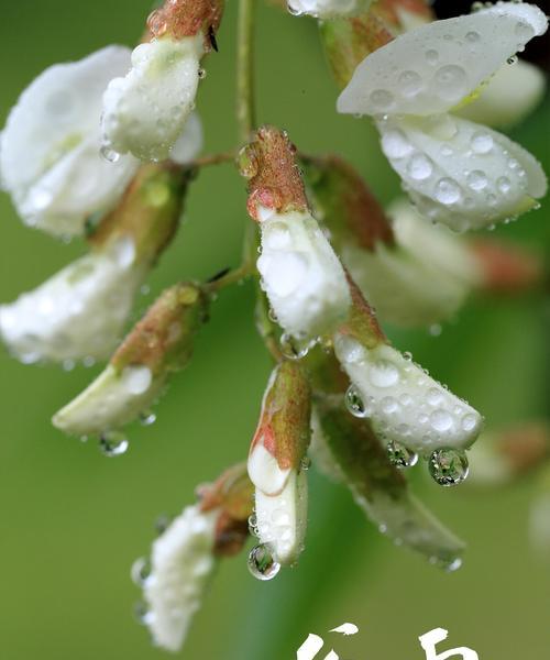 《谷雨花影：古韵今风绘春浓》