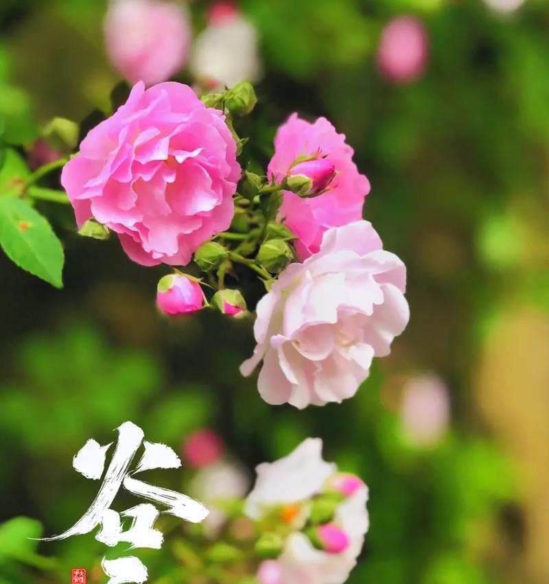 《谷雨花影：古韵今风绘春浓》