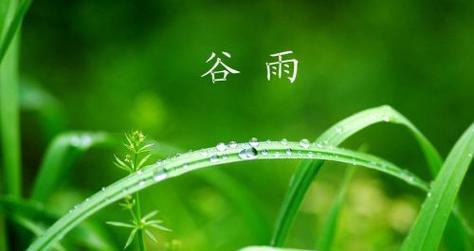 谷雨时节的食光故事