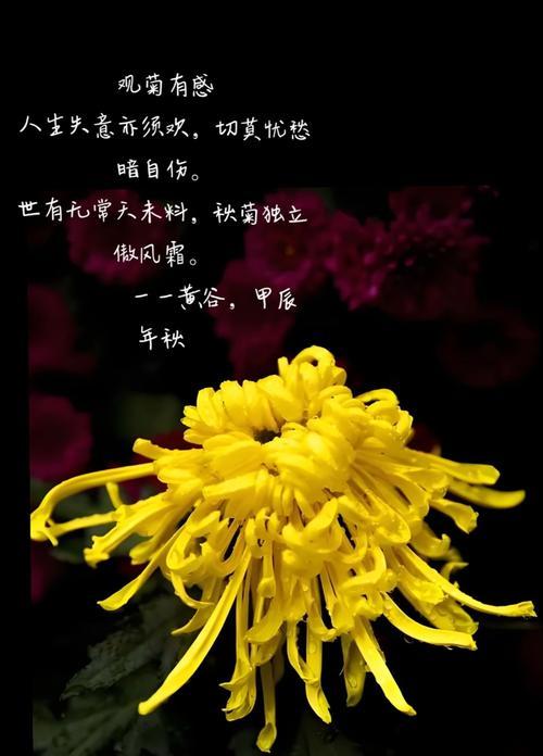 《折菊寄哀思》