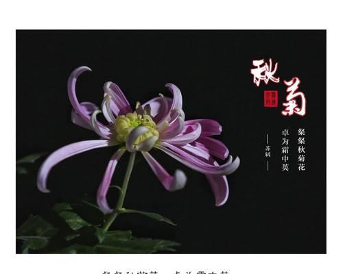 《折菊寄哀思》
