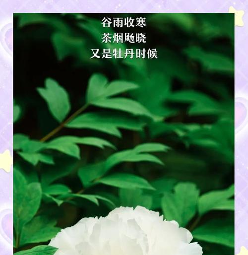谷雨花事