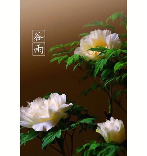 《谷雨赏牡丹：花开富贵动长安》