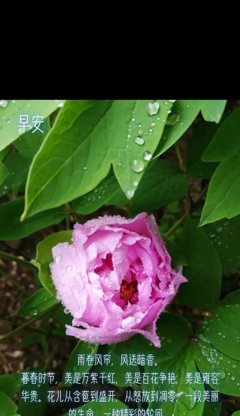 《谷雨花事·春意阑珊》