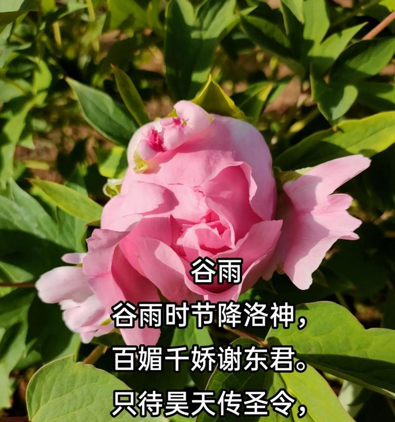 《谷雨润牡丹，花神绘丹青》
