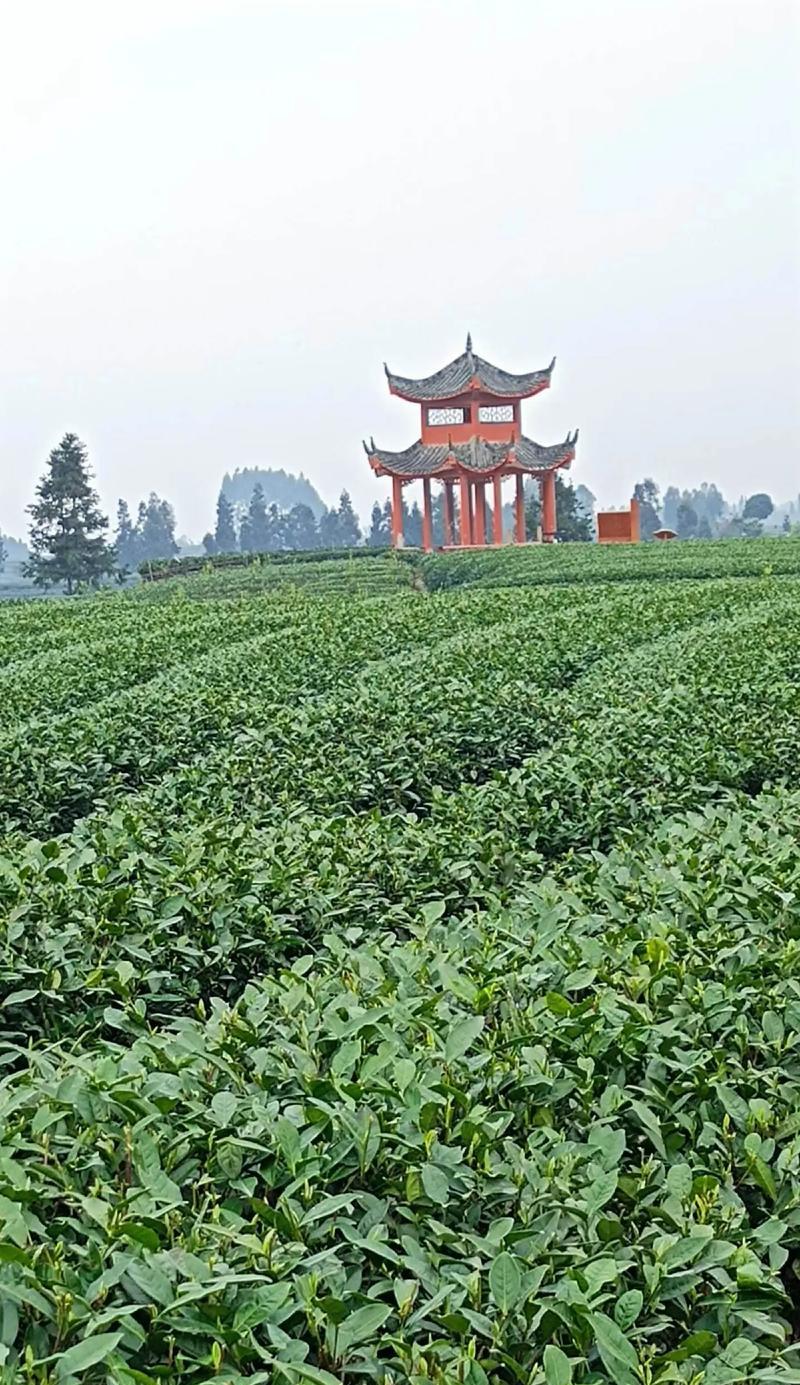 碧波翠影映清明——茶园雅韵