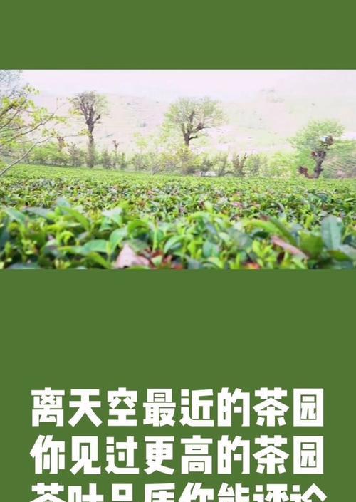 碧波翠影映清明——茶园雅韵