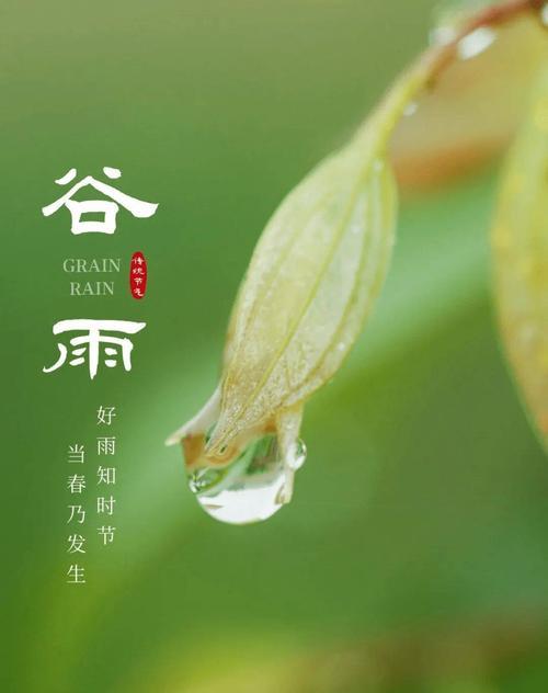 《谷雨与知己：墨香淡雅话春浓》