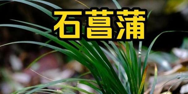 《兰溪幽谷韵：雨林深处话古风》