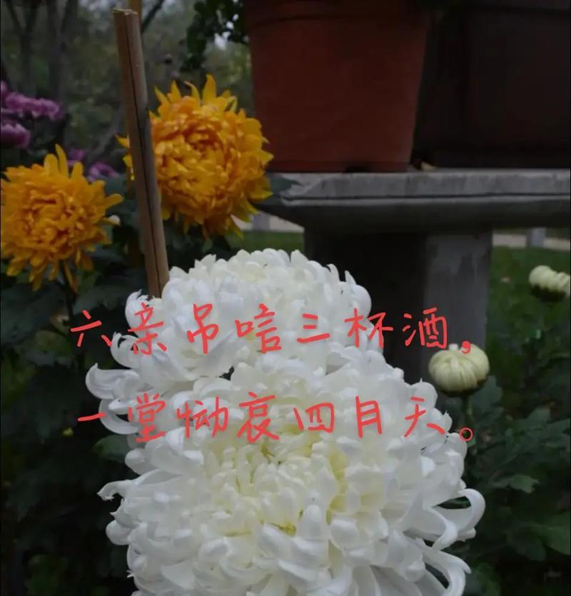 《春归何处寻，折菊寄哀思》