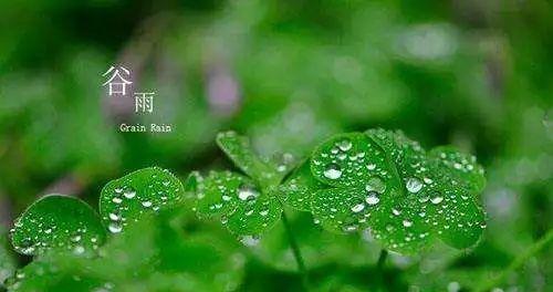 以谷雨作文500字为话题的作文怎么写（《谷雨时节的书卷风华》）
