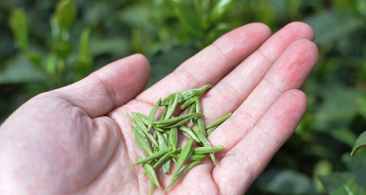 如何仿写清明茶园的摘抄好句？（《幽径寻芳》）