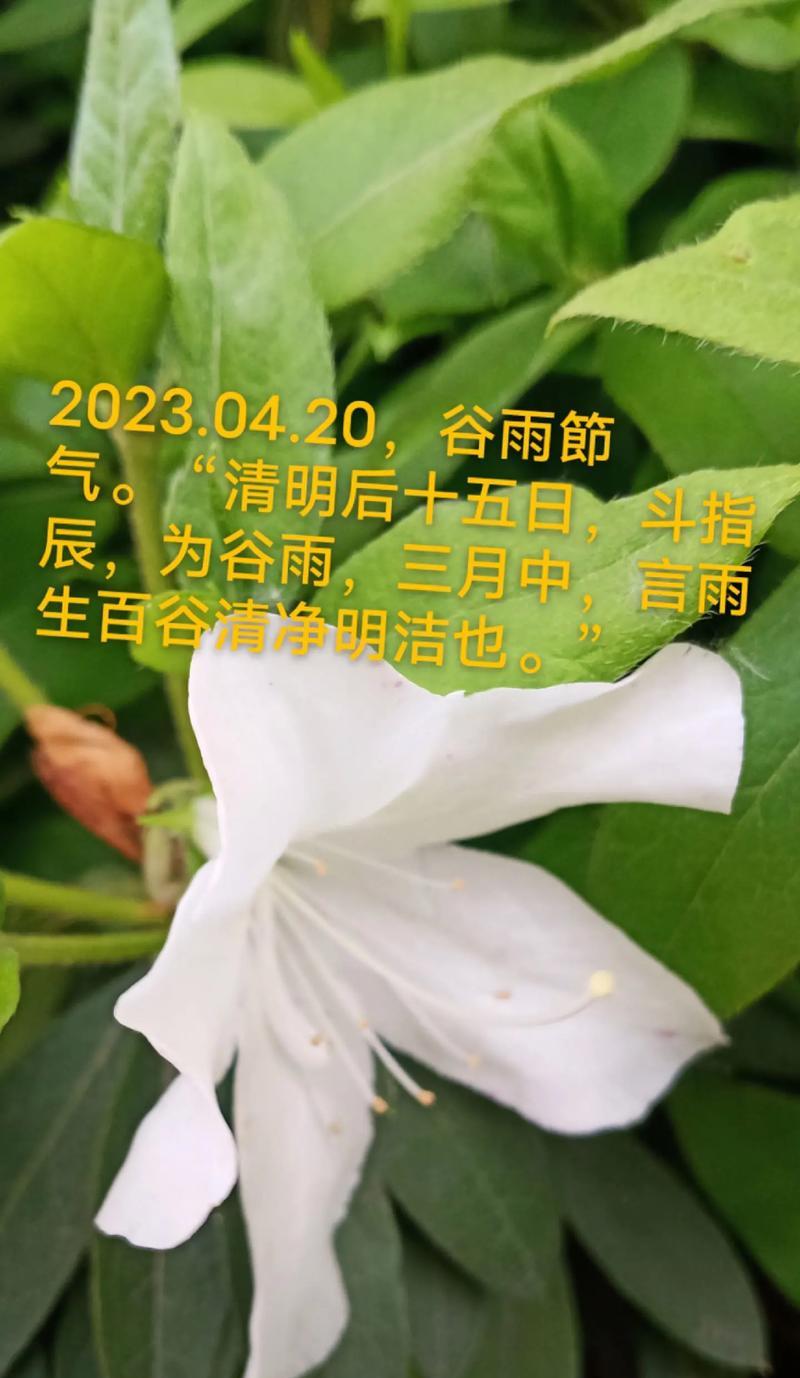 谷雨过后下雨怎么形容（《谷雨余晖下的诗意时光》）