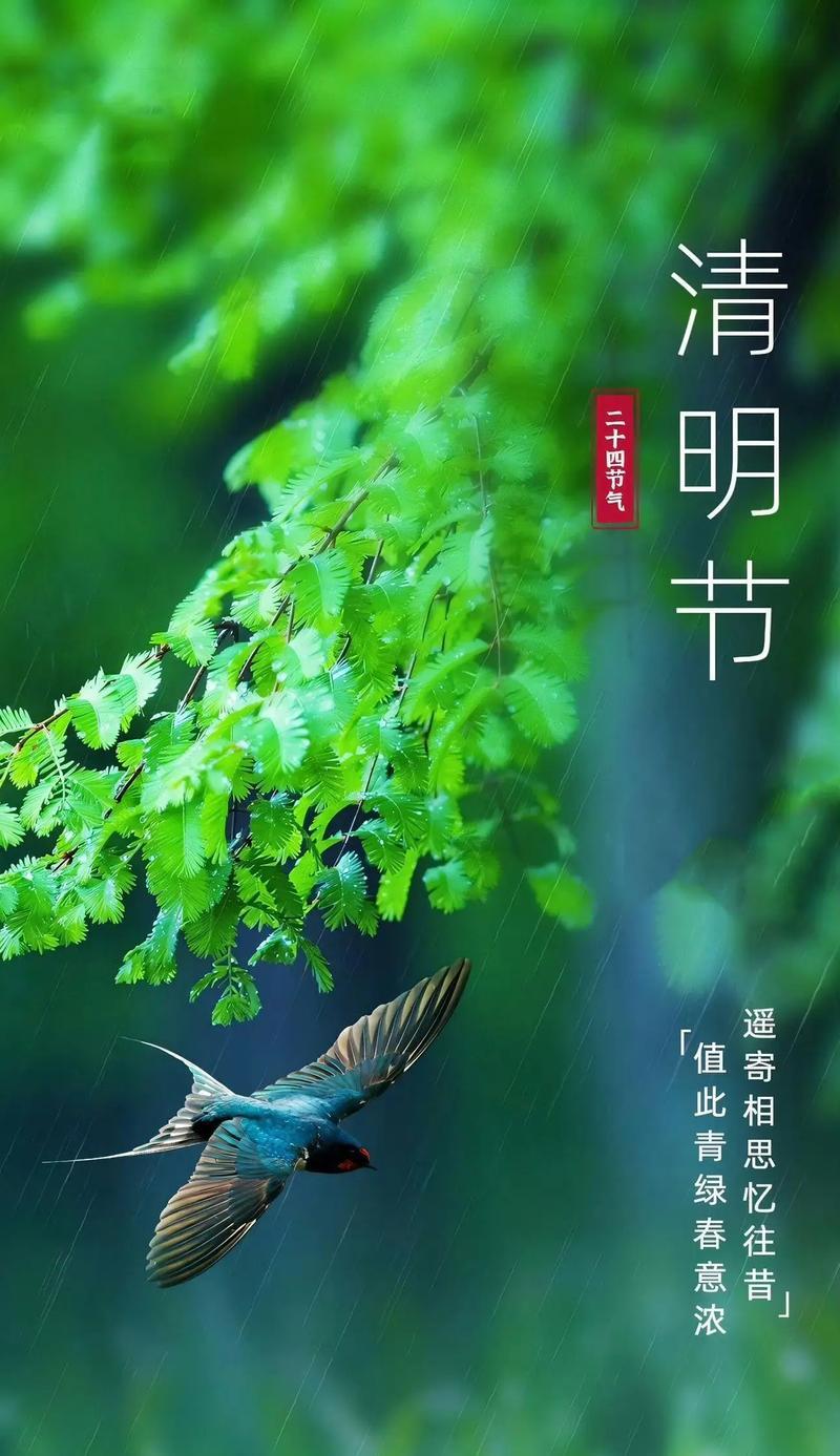 清明又清明是什么意思（《清明细雨中，芳草年年绿》）