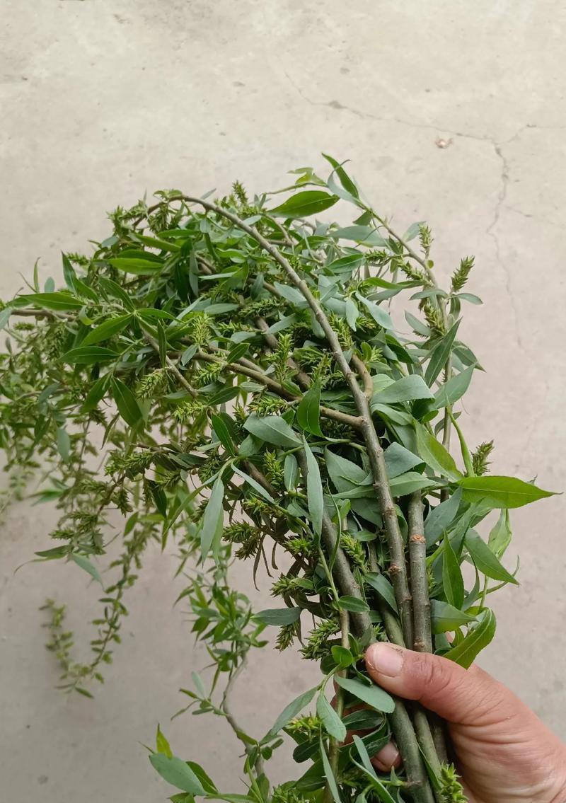 清明节插柳条的寓意（柳绿清明：细数千年翠影中的文化遗韵）