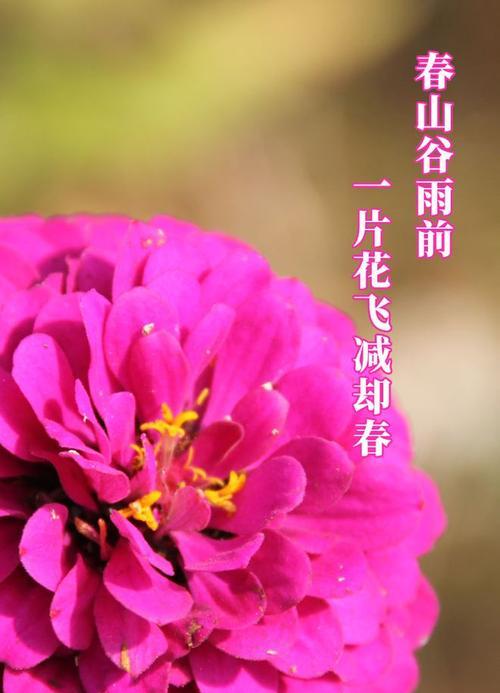 谷雨时候开的花（谷雨花开：春归何处，一地缤纷）