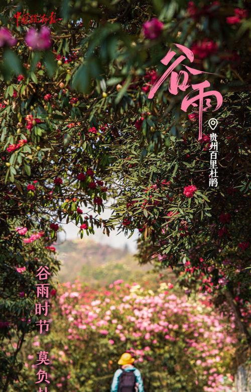 谷雨时候开的花（谷雨花开：春归何处，一地缤纷）