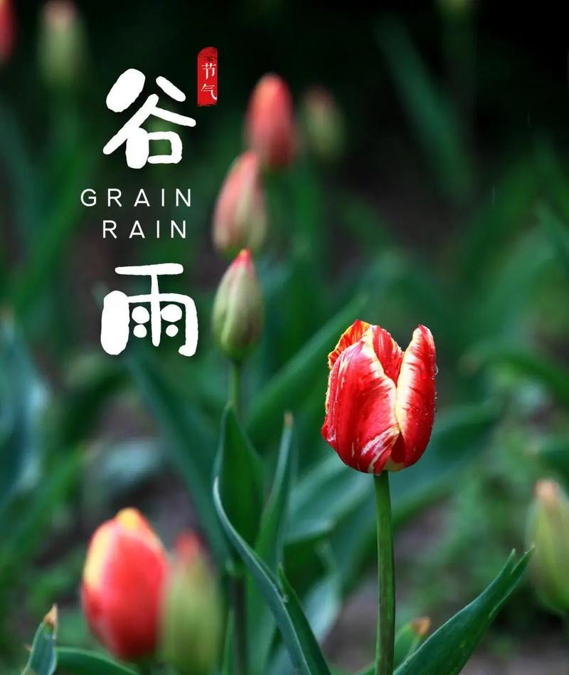谷雨时候开的花（谷雨花开：春归何处，一地缤纷）