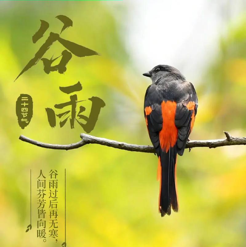 谷雨时节的美景如何捕捉？（《谷雨润物细无声：春归何处》）
