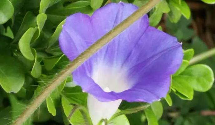 牵牛花作文300字作文（《小暑牵牛花语：青春的绽放》）